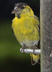 Mouthful of Niger seeds...