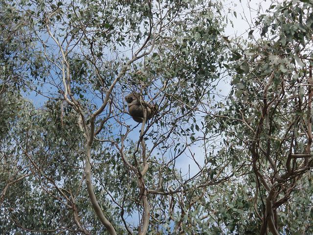Rail Trail koala