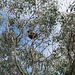 Rail Trail koala