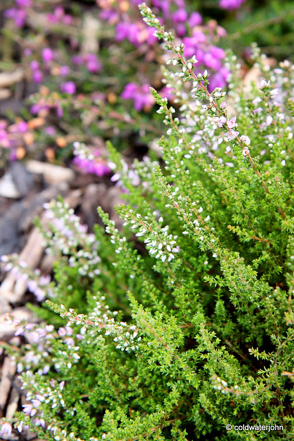 Flowering heathers in the courtyard rockery