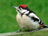 Juvenile G.S Woodpecker