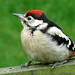 Juvenile G.S Woodpecker