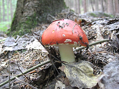 roter Täubling (Russula)