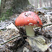 roter Täubling (Russula)