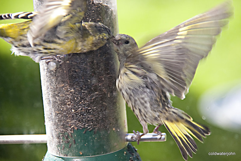 Parent feeding young siskin  niger seeds