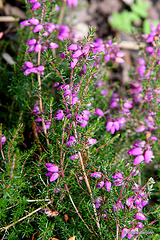 Flowering heathers in the courtyard rockery