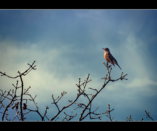 American Robin Singing to the Morning Sun