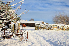 Sun and snow - garden walk Dec 10 2011