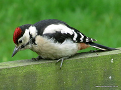 Juvenile G.S Woodpecker