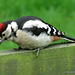 Juvenile G.S Woodpecker
