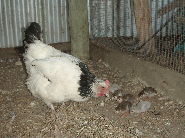 guinea fowl keets