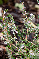 Flowering heathers in the courtyard rockery