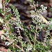 Flowering heathers in the courtyard rockery