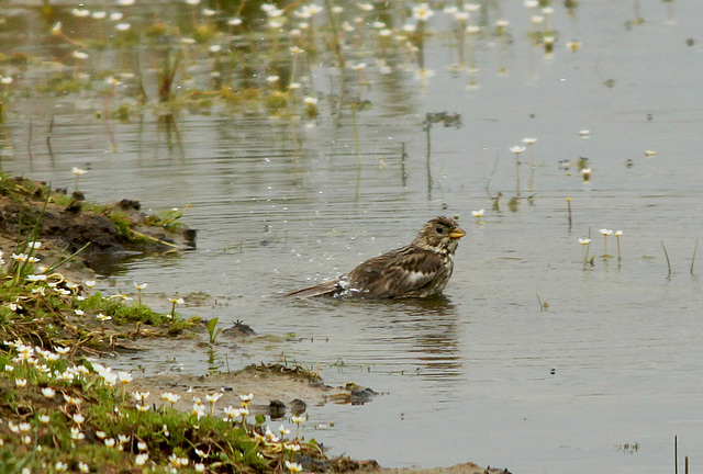 Corn Bunting Bath