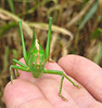 Heuschrecke / Grasshopper
