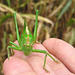Heuschrecke / Grasshopper