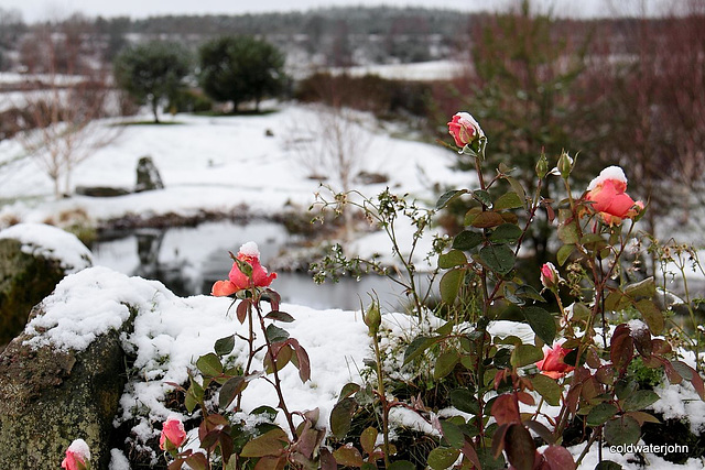 First Winter snows 2010