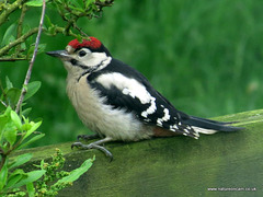 Juvenile G.S Woodpecker