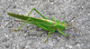 Heuschrecke / Grasshopper (Ensifera)