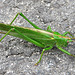 Heuschrecke / Grasshopper (Ensifera)