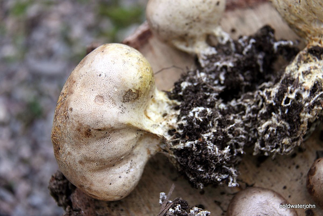 Russian Roulette or edible puffballs?