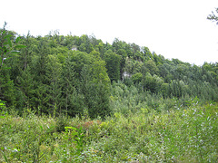 Waldstück auf der Sattnitz