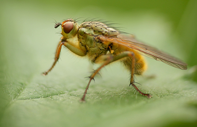 Lovely Yellow Dung Fly