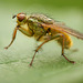Lovely Yellow Dung Fly