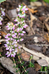 Flowering heathers in the courtyard rockery