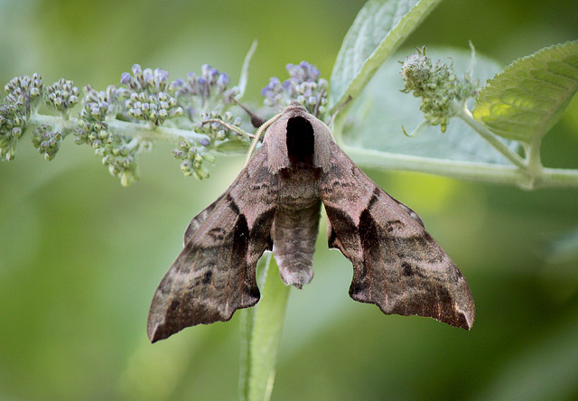 Eyed Hawk Moth