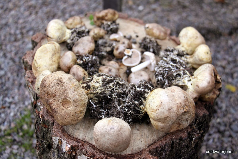 Russian Roulette or edible puffballs?