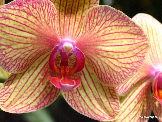 Sarasota Marie Selby Botanical Gardens 0ne of the finest in the USA with the world's largest living collection of orchids...