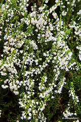 Flowering heathers in the courtyard rockery