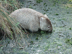 water wombat