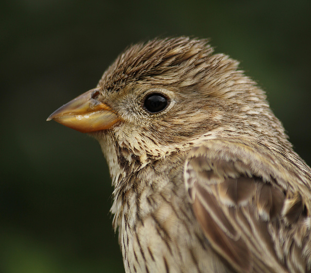 Corn Bunting