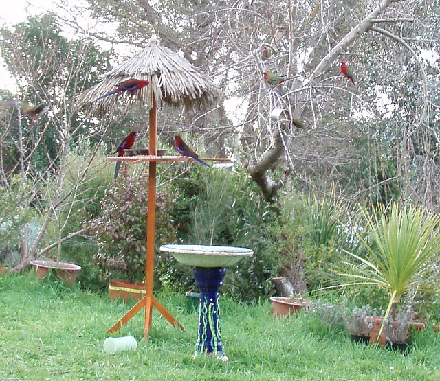 rosellas 2