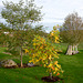 Autumn round the pond garden series