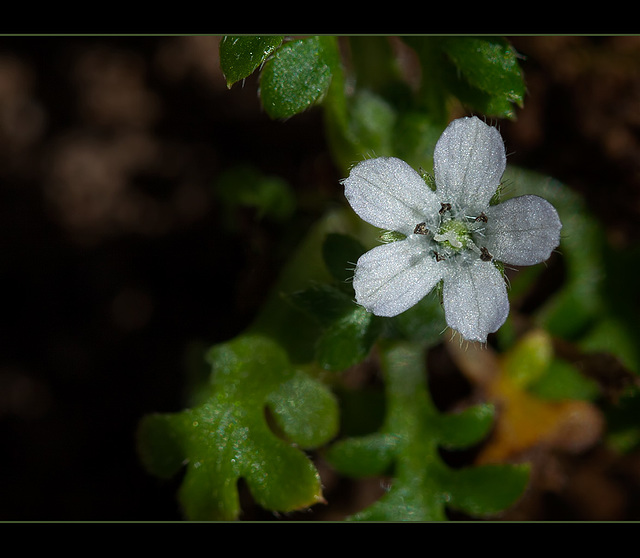 Darling Little Sandwort