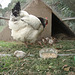 our new guinea fowl keets