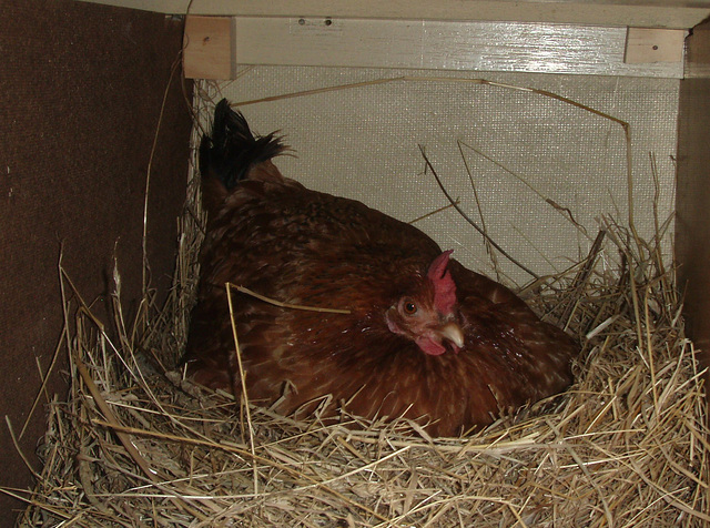 broody bantam