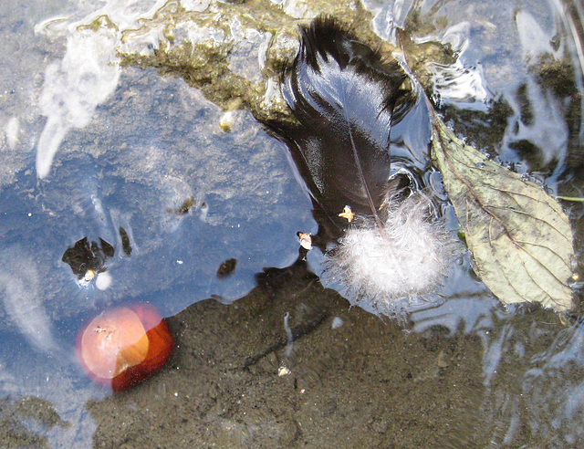 Feder im Wasser