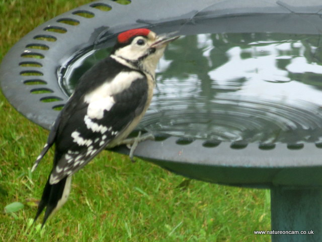 Juvenile G.S Woodpecker