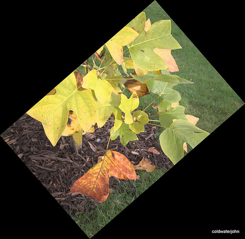 Autumn round the pond garden series