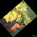 Autumn round the pond garden series