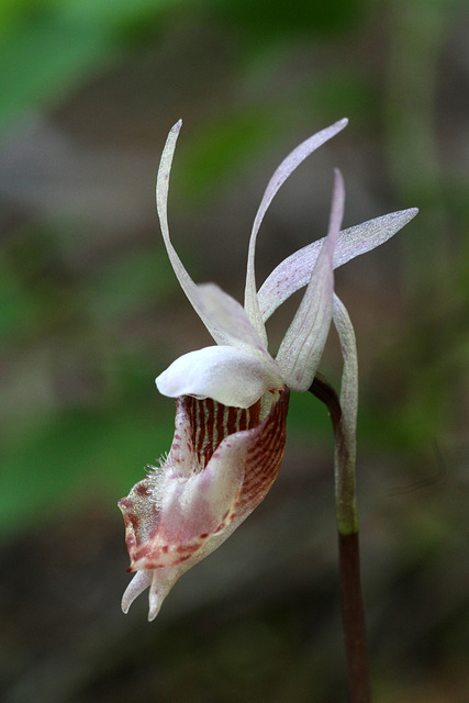 Calypso bulbosa var. occidentalis