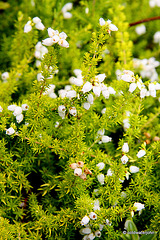 Flowering heathers in the courtyard rockery