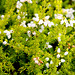 Flowering heathers in the courtyard rockery