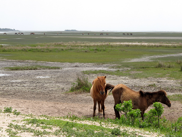 Lots of Horses