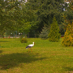 der Storch