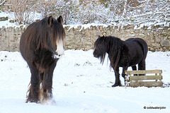 Sun and snow - garden walk Dec 10 2011
